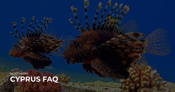 Опасные рыбы у берегов Северного Кипра | CYPRUS FAQ