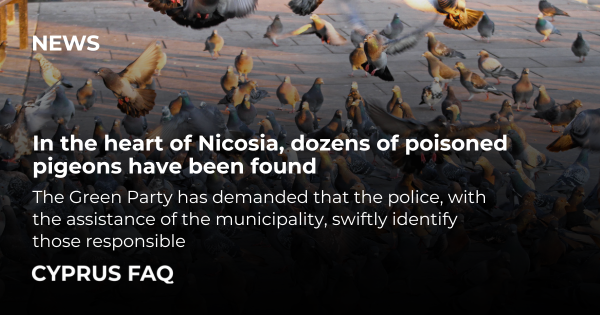 In the heart of Nicosia, dozens of poisoned pigeons have been found