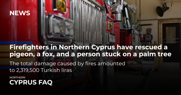 Firefighters in Northern Cyprus have rescued a pigeon, a fox, and a person stuck on a palm tree