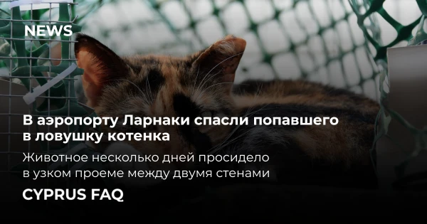 В аэропорту Ларнаки спасли попавшего в ловушку котенка 