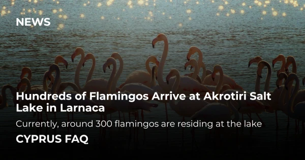 Hundreds of Flamingos Arrive at Akrotiri Salt Lake in Larnaca