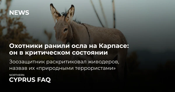 Охотники ранили осла на Карпасе: он в критическом состоянии