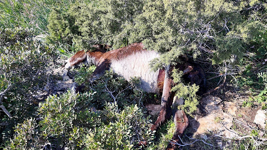 Foto: Taşkent Doğa Parkı