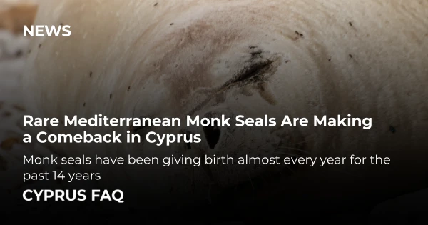 Rare Mediterranean Monk Seals Are Making a Comeback in Cyprus