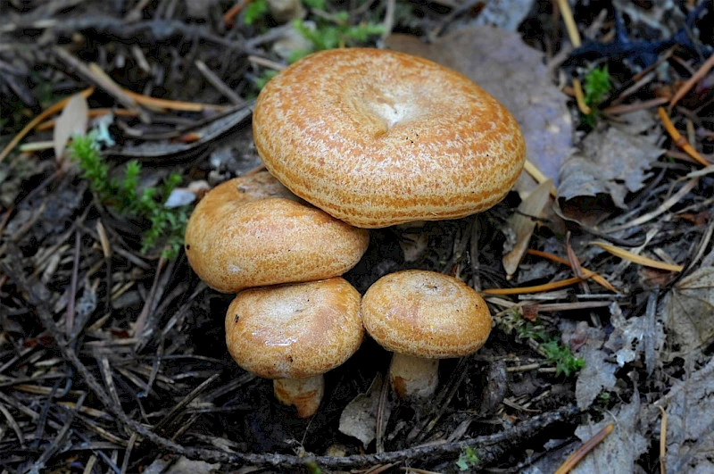 съедобные грибы северный кипр