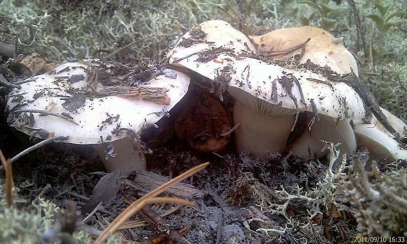 съедобные грибы северный кипр
