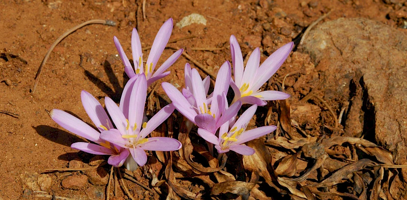 Ядовитые растения Кипра колхикум