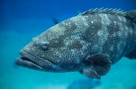 Grouper, Goliath - South Atlantic Fishery Management Council