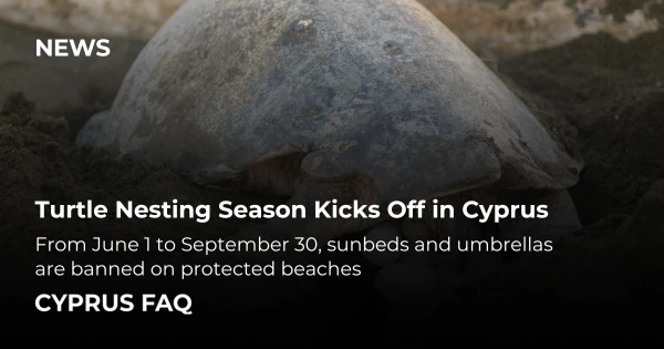 Turtle Nesting Season Kicks Off in Cyprus