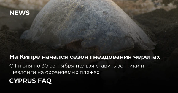 На Кипре начался сезон гнездования черепах