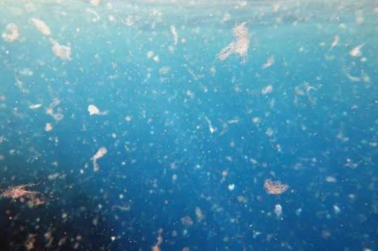 Catastrophic microplastic pollution recorded on the beaches of Northern Cyprus