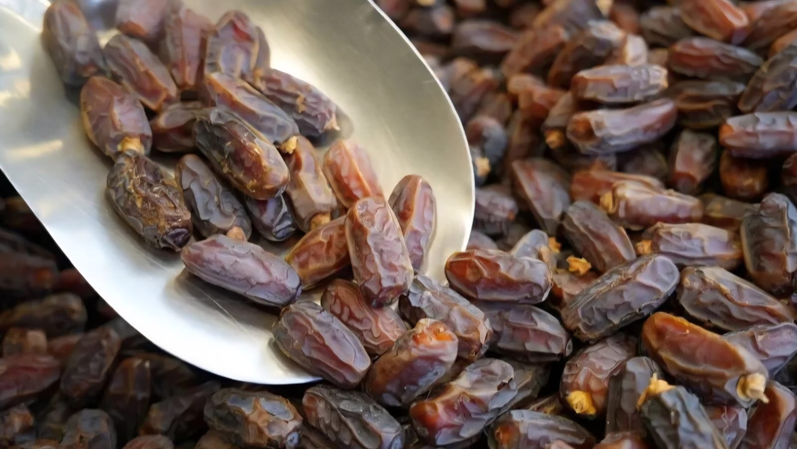 16th Lefke Date Festival