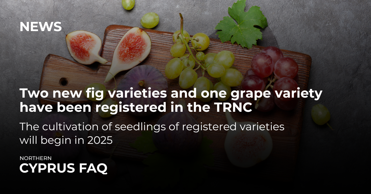 Two new fig varieties and one grape variety have been registered in the TRNC