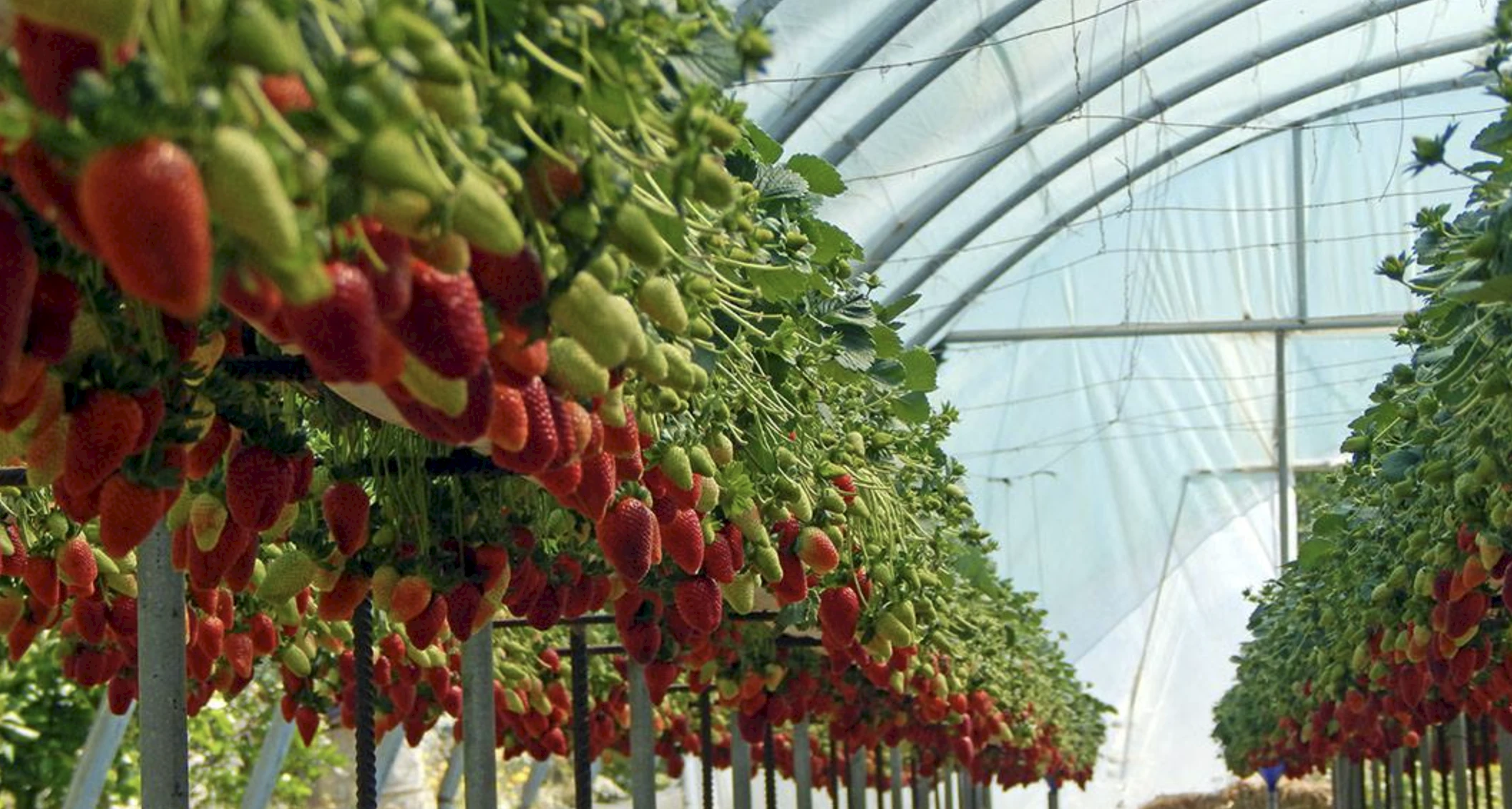 Сезон клубники на Кипре