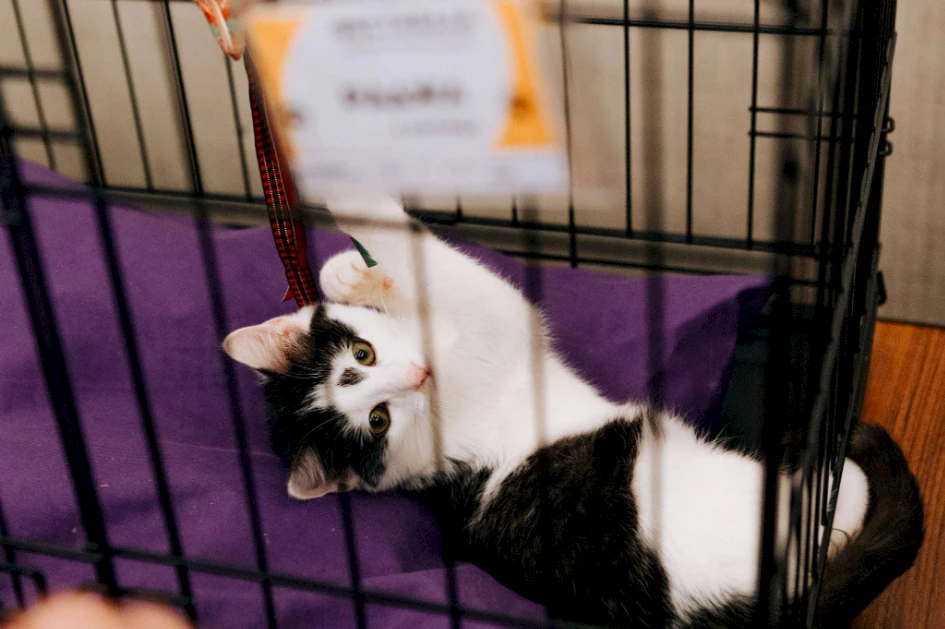 Unnötige Geschenke — Hilfe für Katzen