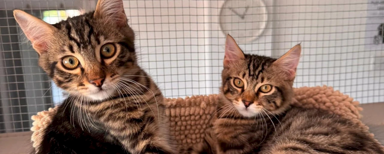 Благотворительный зимний маркет в CopsCats