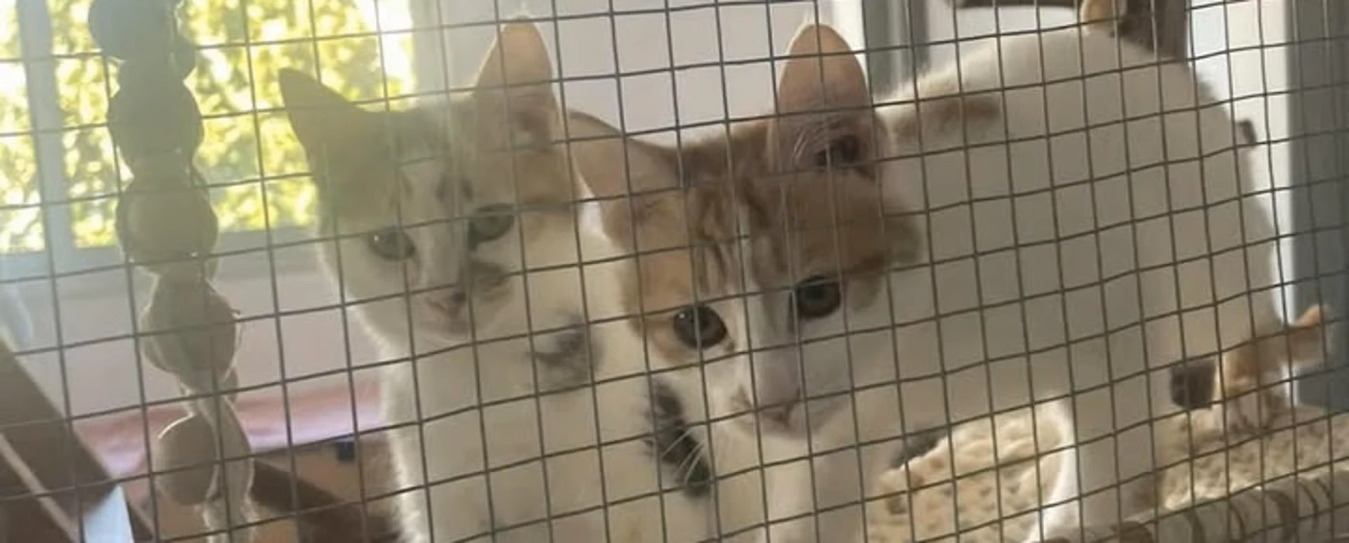 Wohltätigkeitsquiz Paws for Quiz Night