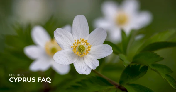 Ранние цветы на Северном Кипре: анемоны и другие зимне-весенние растения