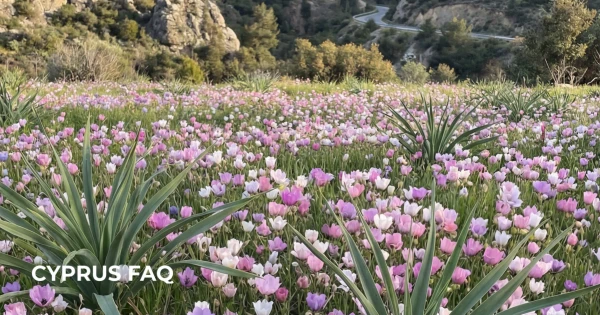 Ботанический рай: самые ранние полевые цветы острова - анемоны