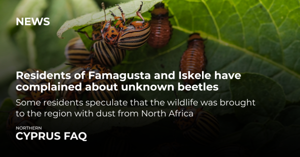 Residents of Famagusta and Iskele have complained about unknown beetles