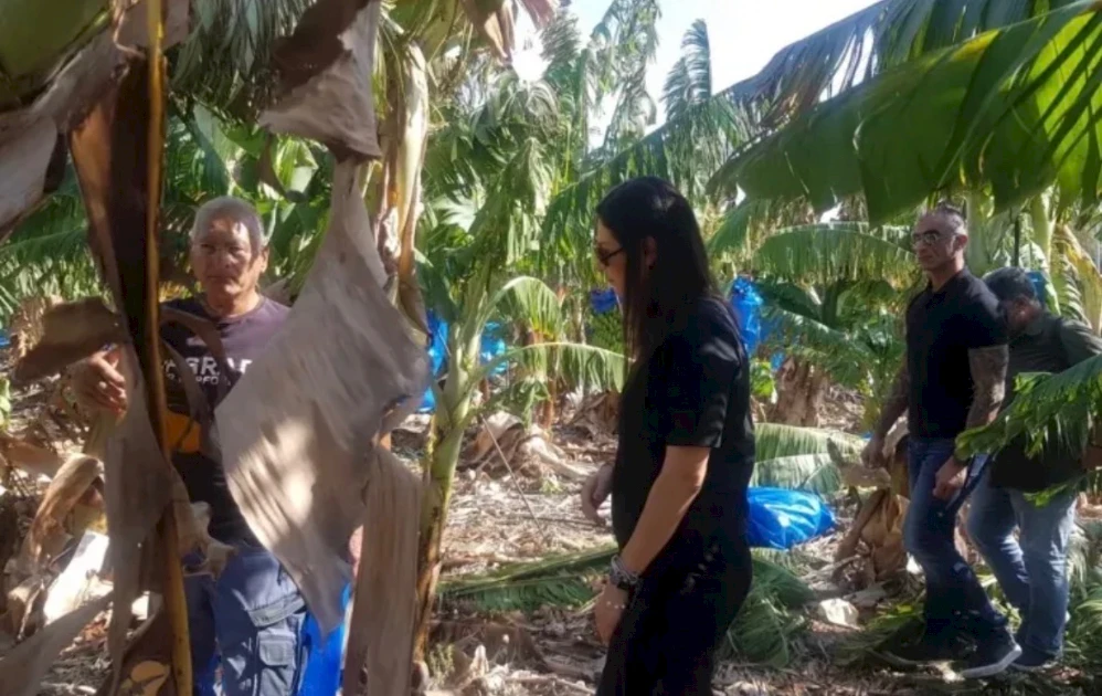 Bananenbauern in Paphos hoffen auf Erholung der Saison nach den Regenfällen