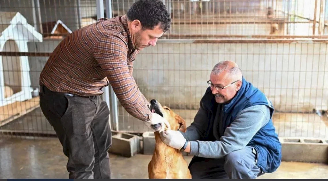 В приюте Гёньели–Алайкёй продолжают искать хозяев для животных