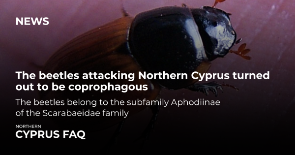 The beetles attacking Northern Cyprus turned out to be coprophagous