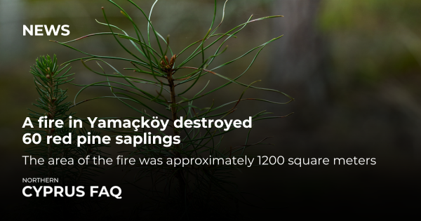 A fire in Yamaçköy destroyed 60 red pine saplings