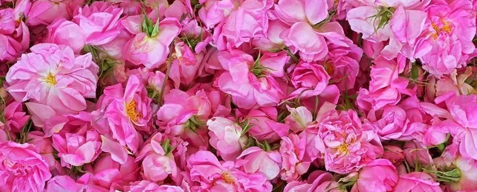 Festiwal Róż w Agros