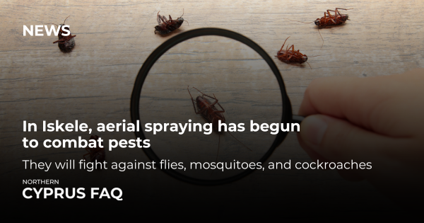In Iskele, aerial spraying has begun to combat pests