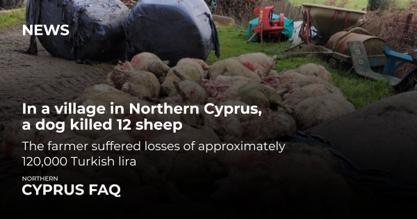 In a village in Northern Cyprus, a dog killed 12 sheep