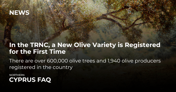 In the TRNC, a New Olive Variety is Registered for the First Time