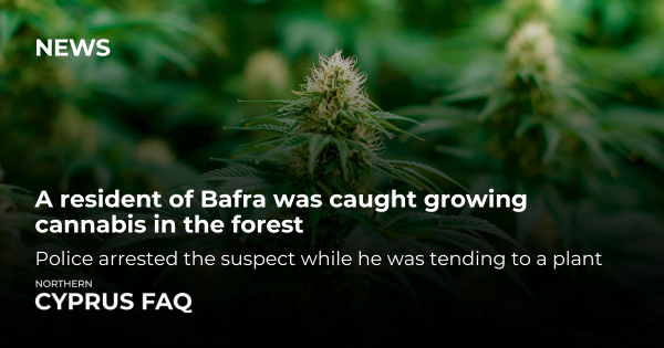 A resident of Bafra was caught growing cannabis in the forest